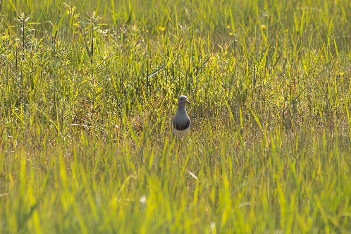 野鳥　ケリ