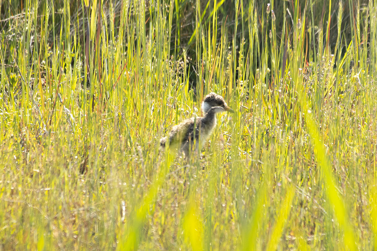 野鳥　ケリのひな