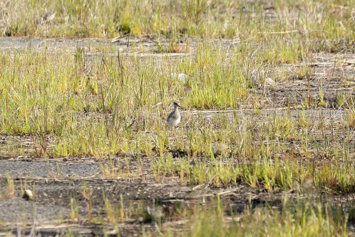 野鳥　ケリのひな