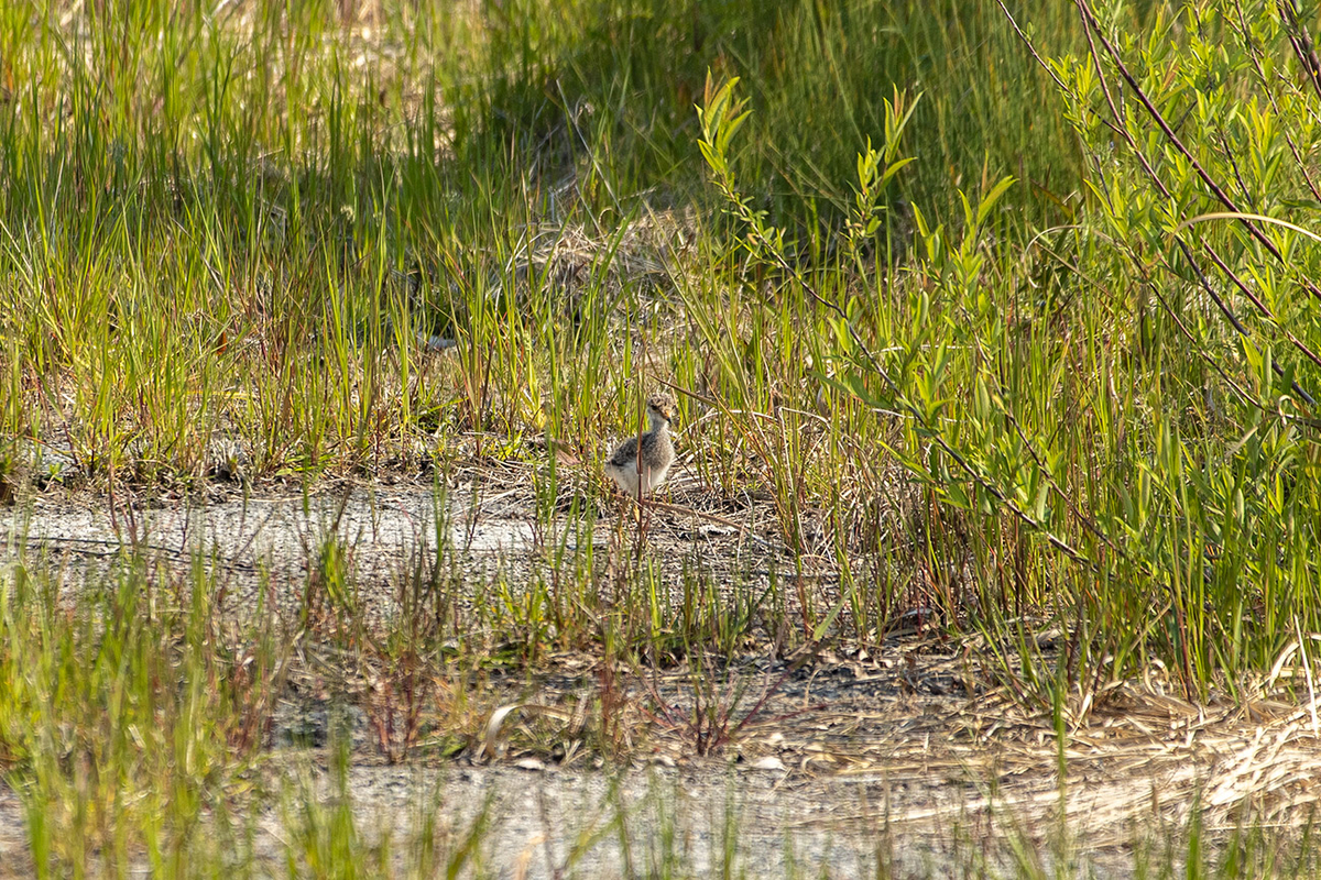 野鳥　ケリのひな