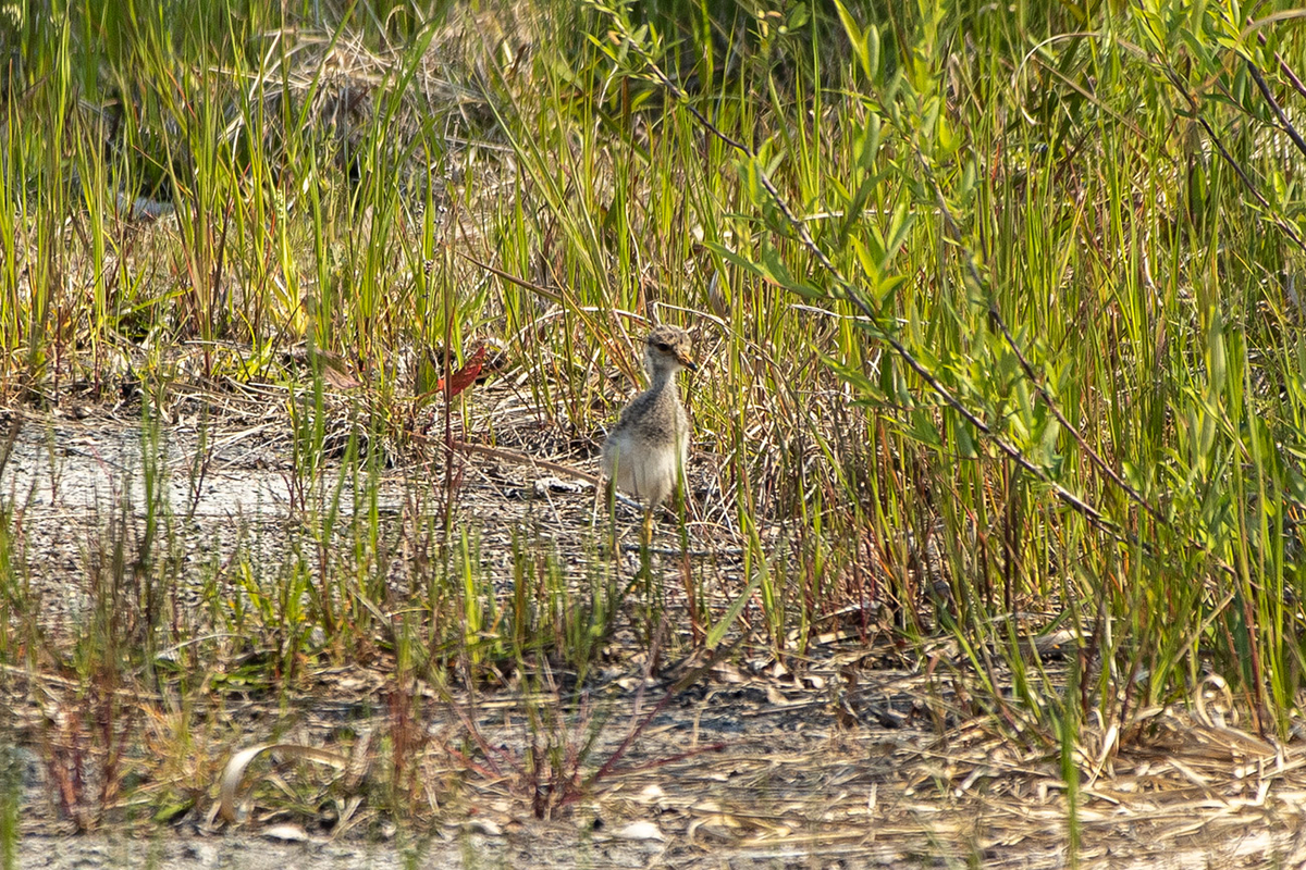 野鳥　ケリのひな