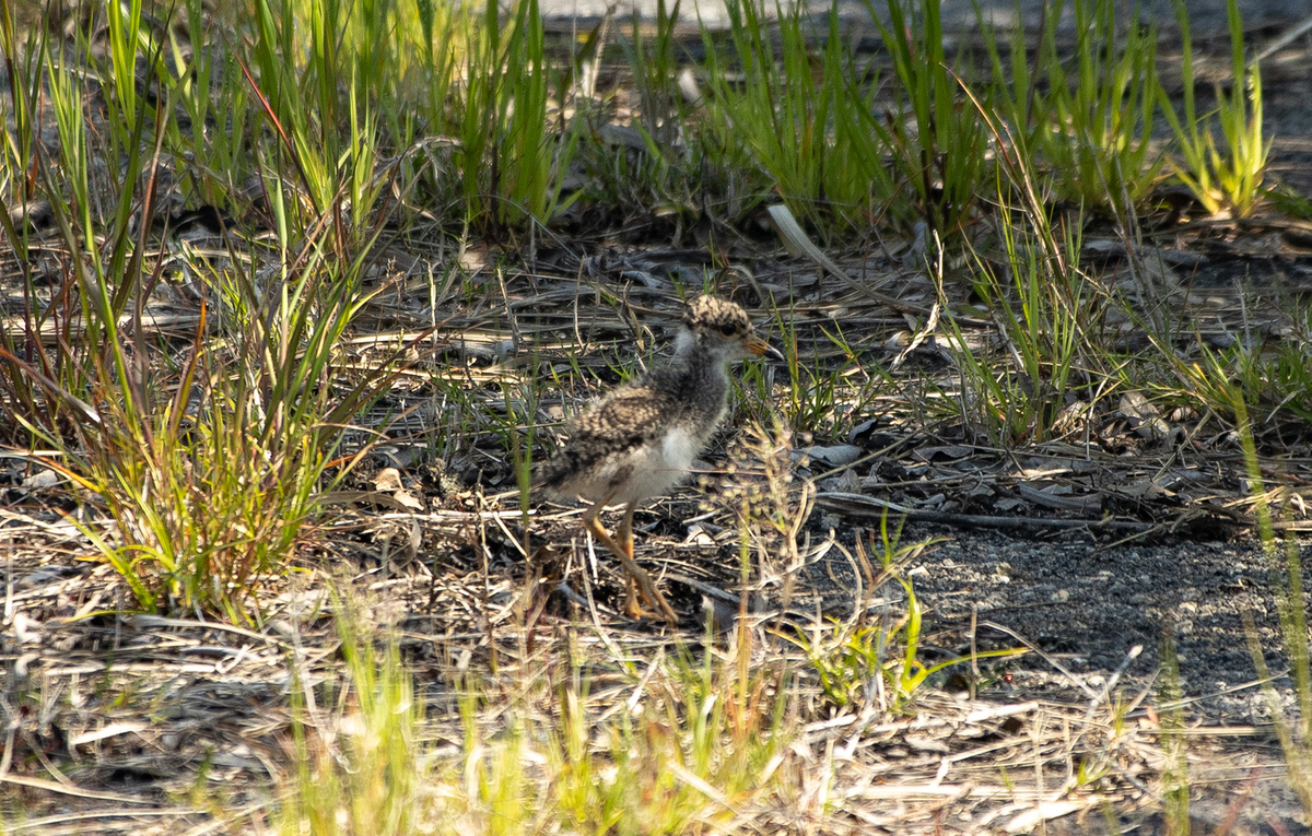 野鳥　ケリのひな