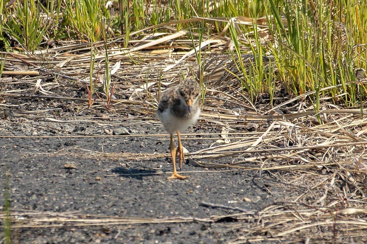 野鳥　ケリのひな