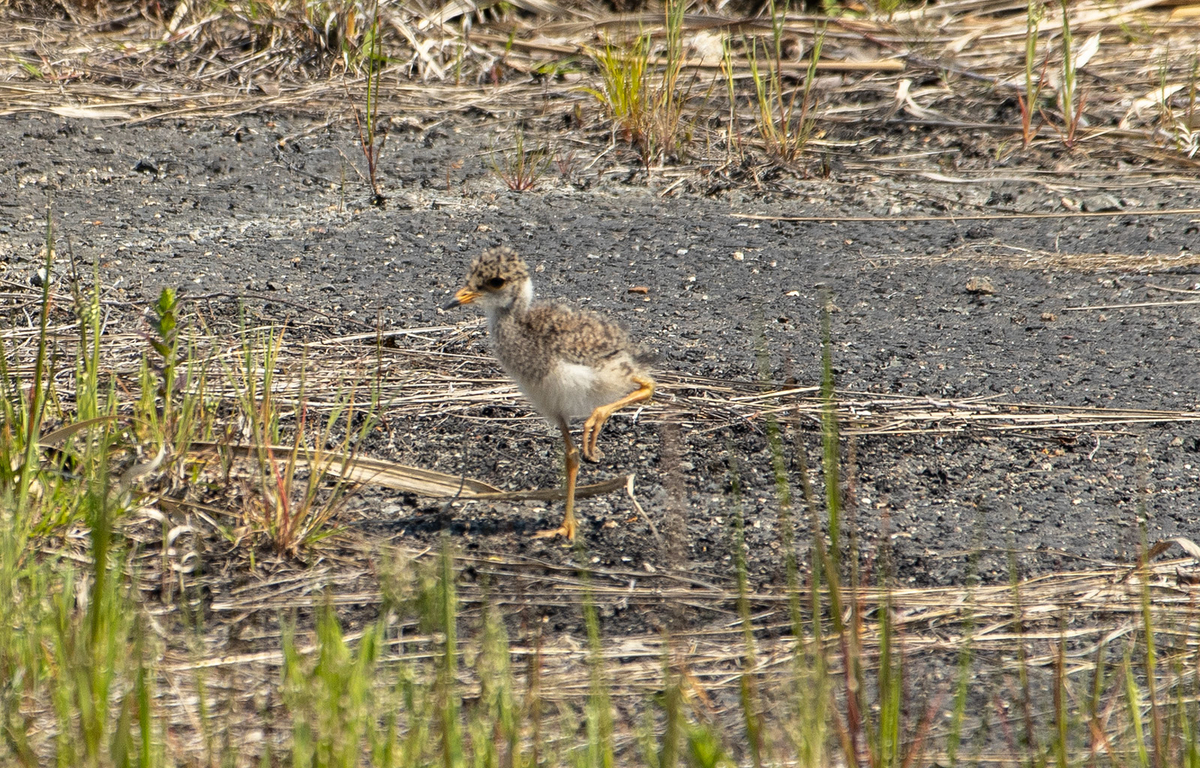 野鳥　ケリのひな