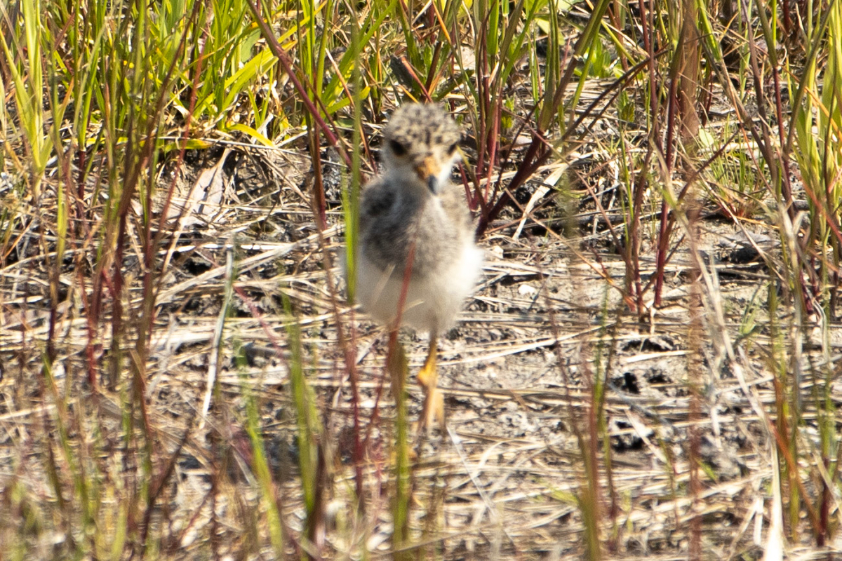 野鳥　ケリのひな