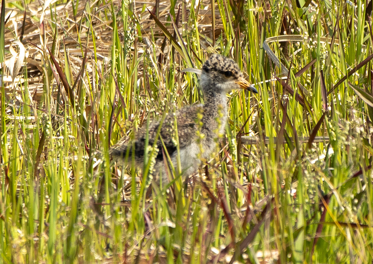 野鳥　ケリのひな