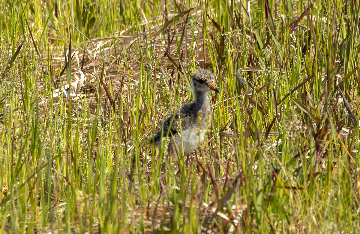 野鳥　ケリのひな