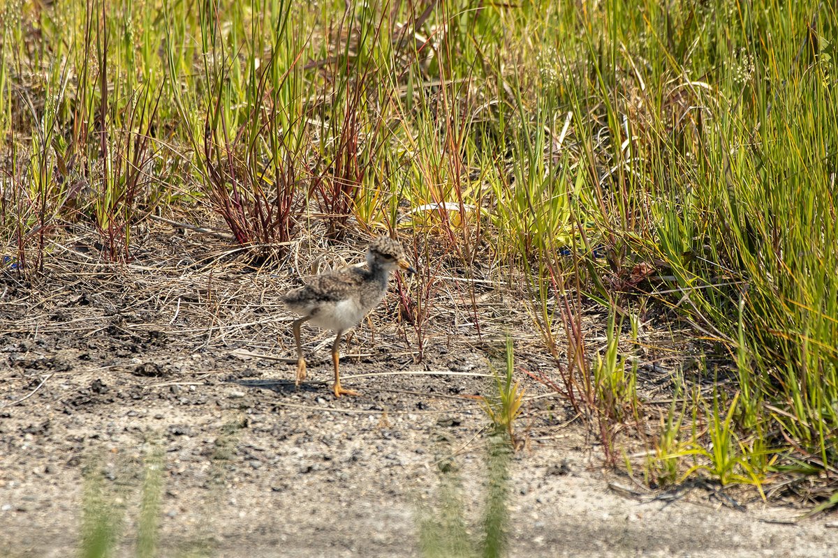 野鳥　ケリのひな