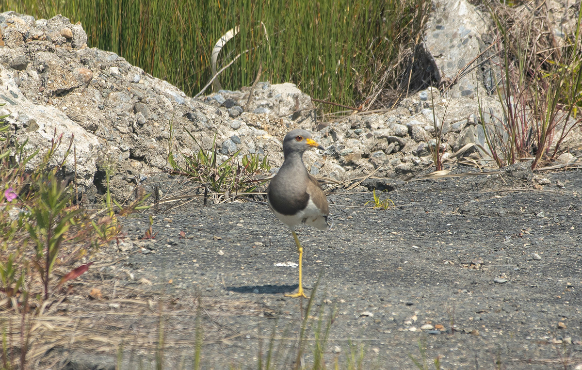 野鳥　ケリ