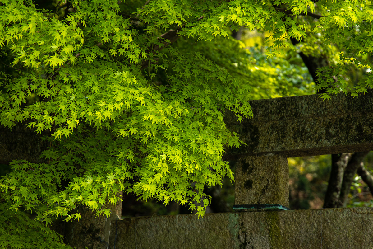 玉祖神社