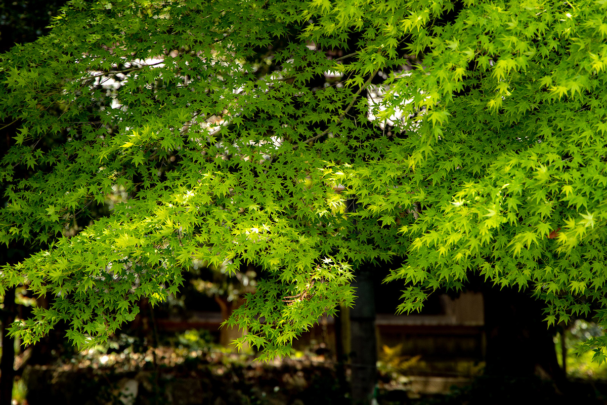 玉祖神社