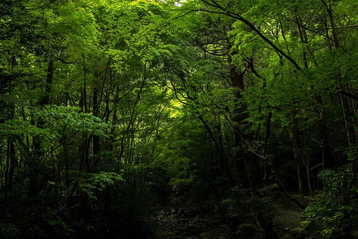 犬鳴山七宝滝寺