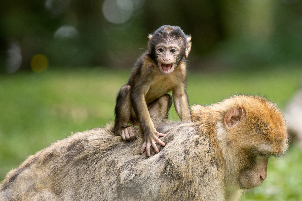 天王寺動物園のちょっと悲しいサルにまつわるエピソード 暮らしの顛末 くまくまコアラ