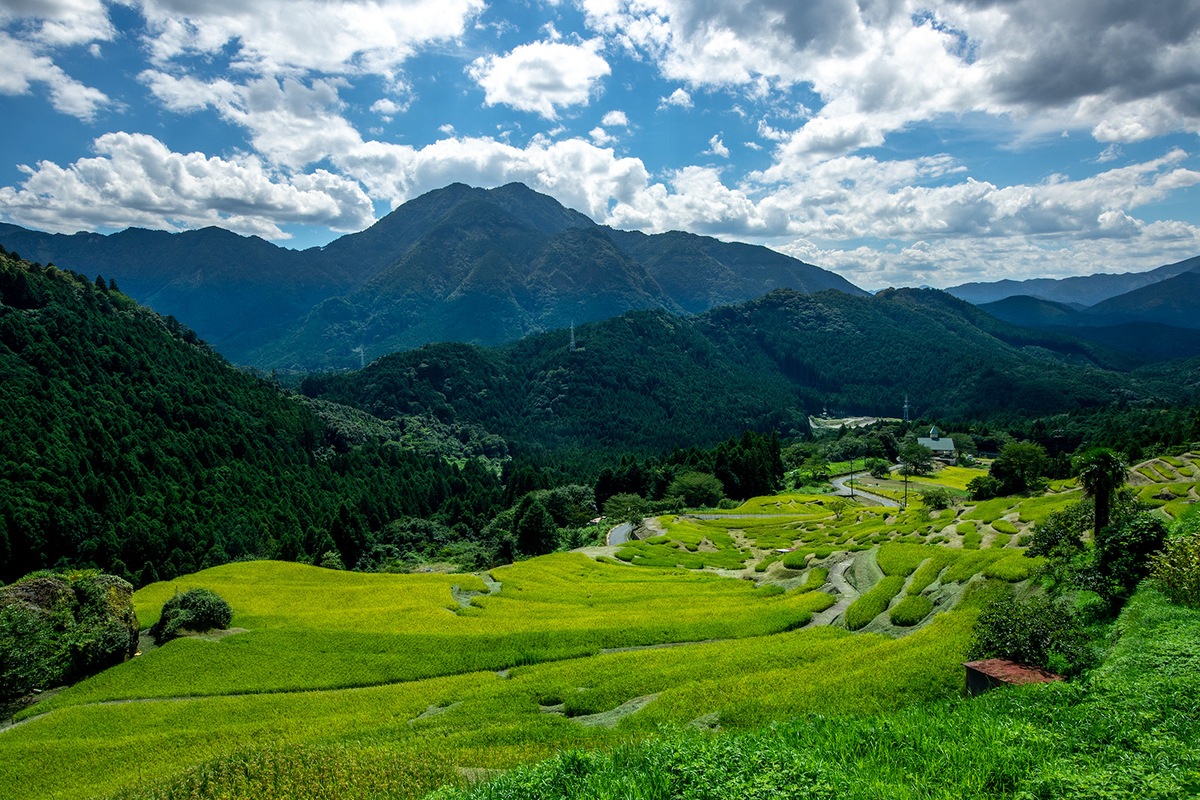 丸山千枚田