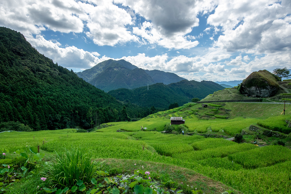 丸山千枚田