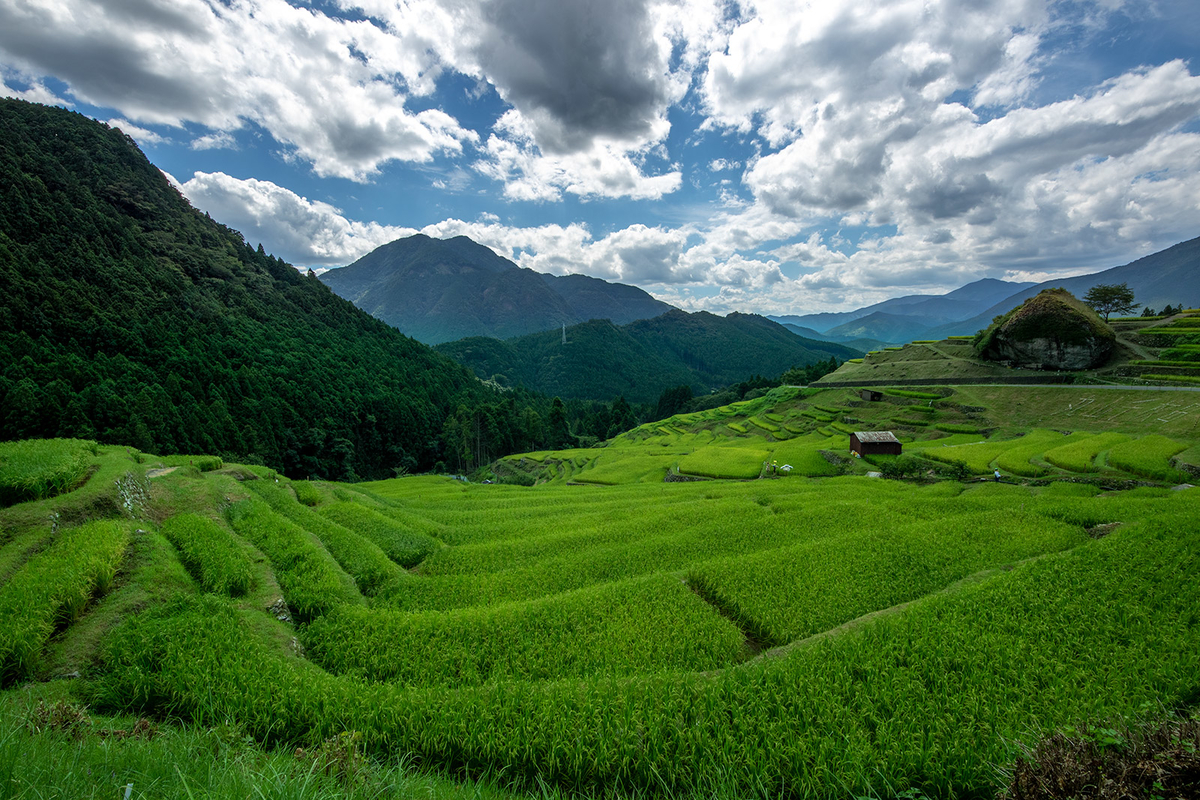 丸山千枚田