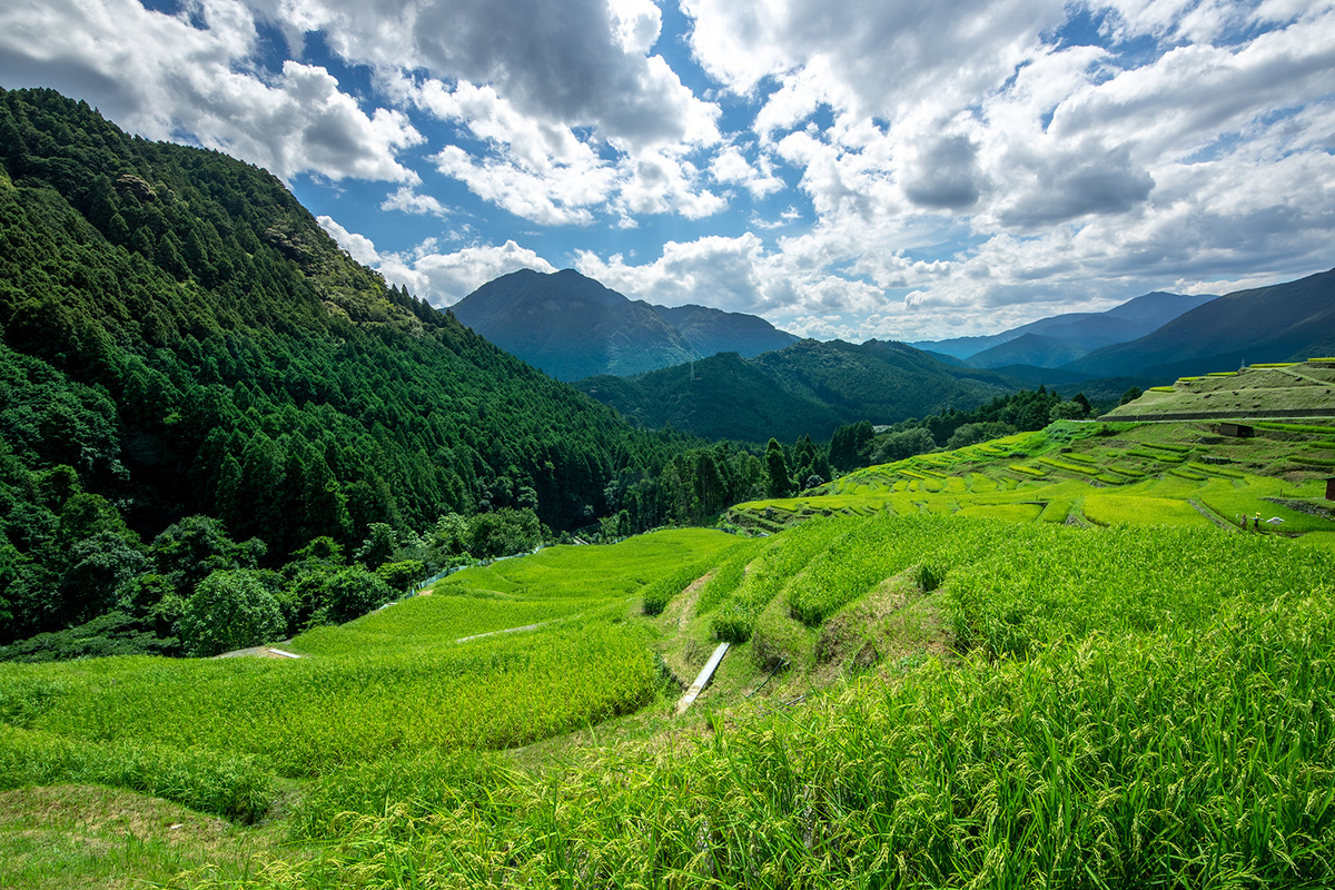 丸山千枚田