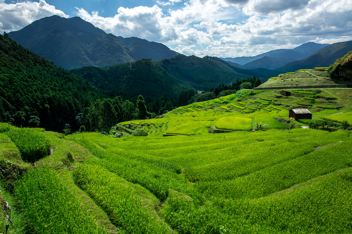 丸山千枚田