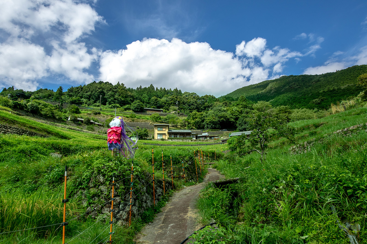 丸山千枚田