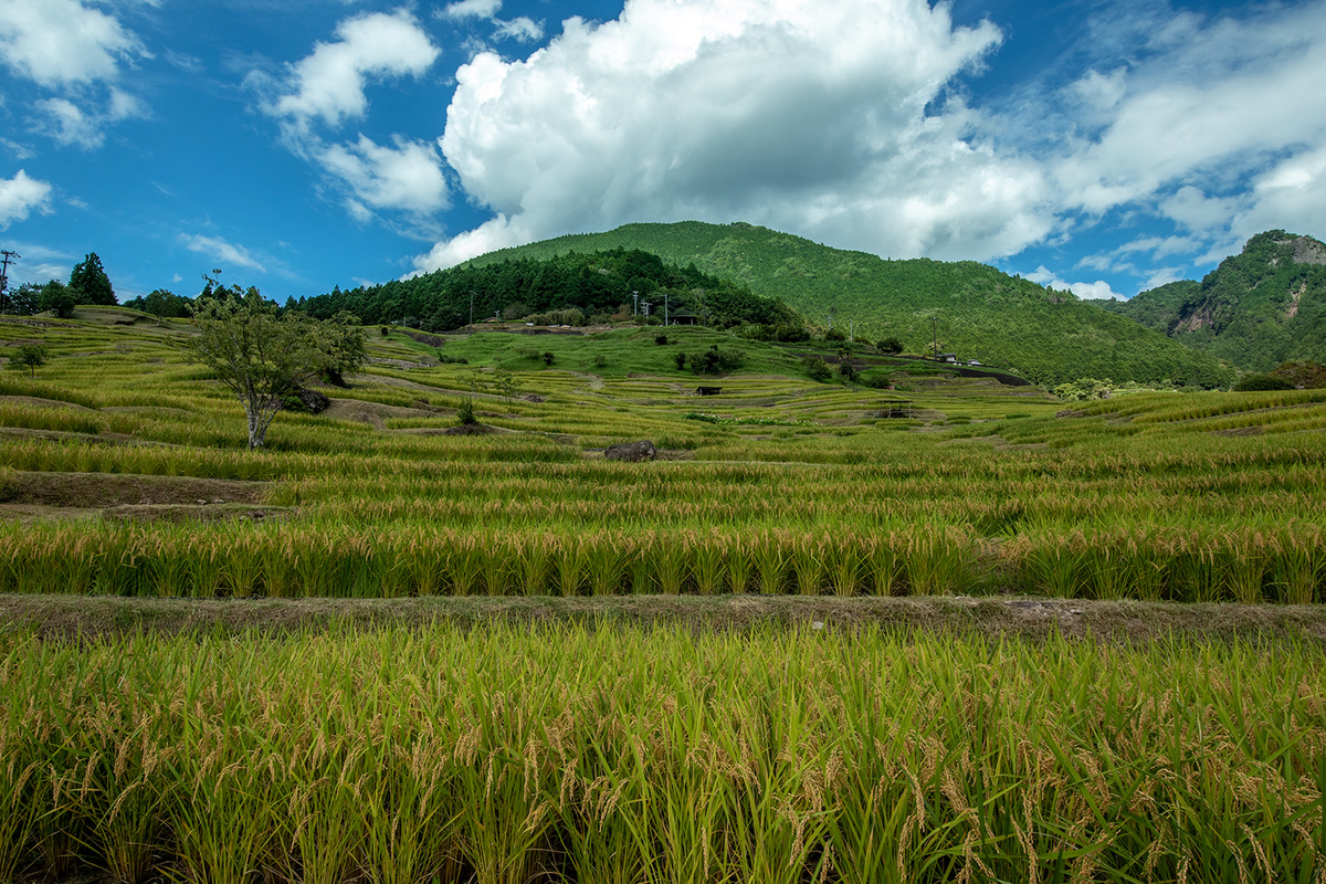 丸山千枚田