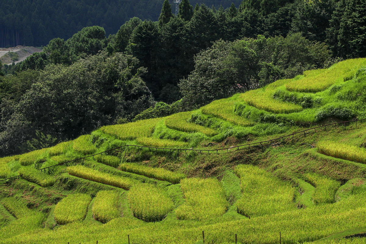 丸山千枚田