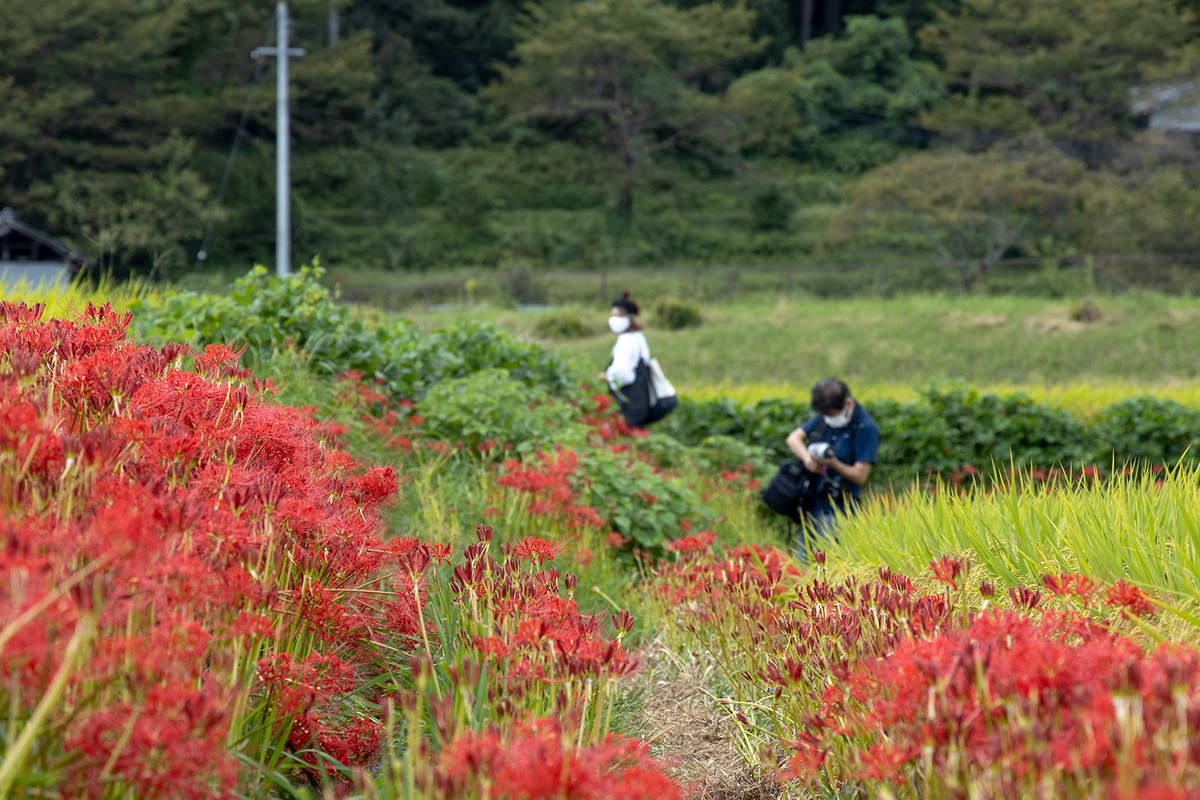 奈良県葛城の彼岸花