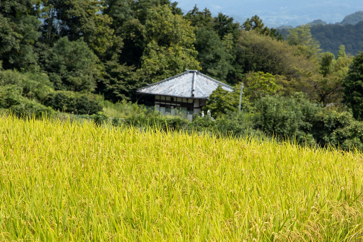 奈良県葛城市天空の田んぼ