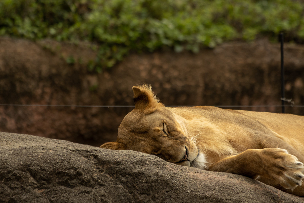 天王寺動物園