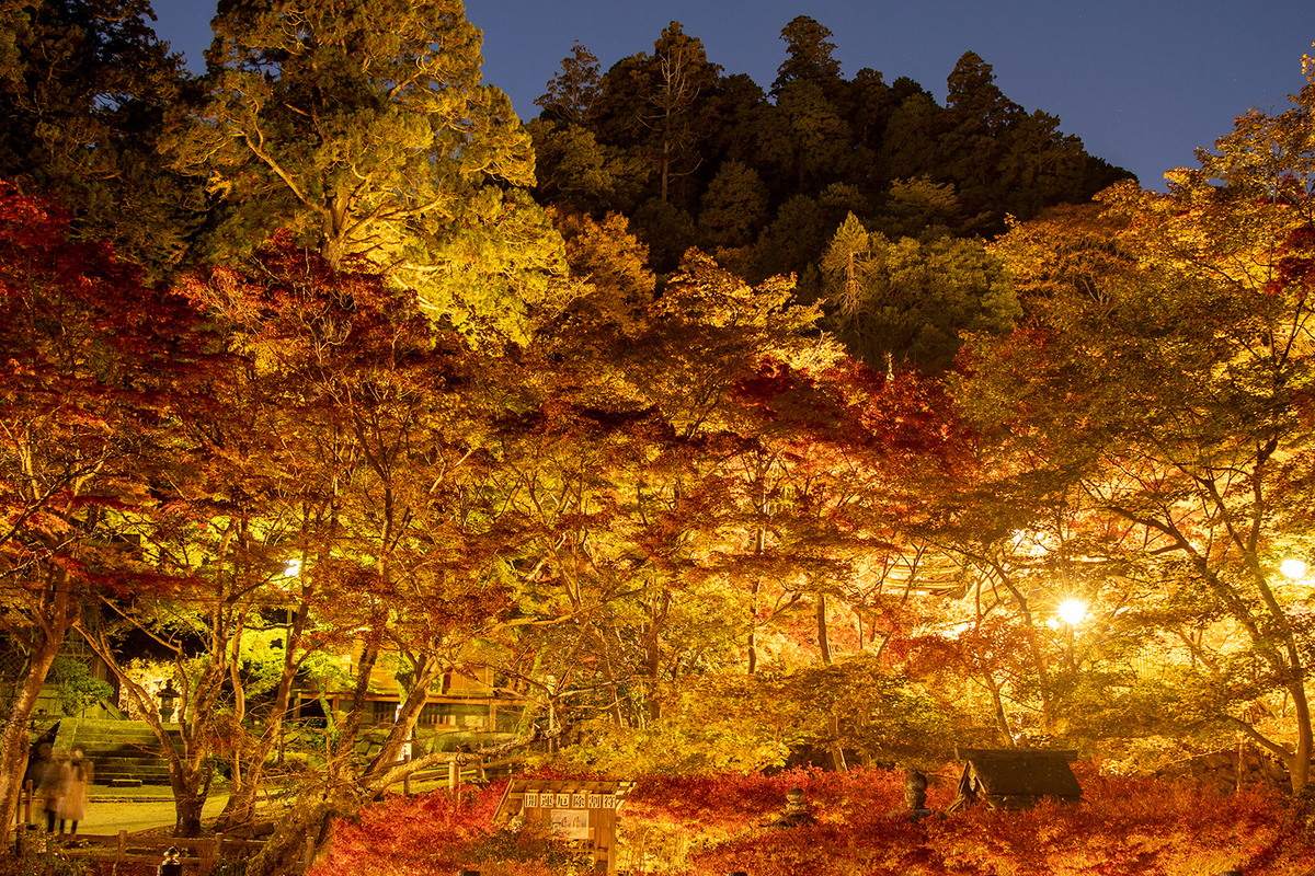 奈良県の紅葉スポット、ライトアップされた談山神社