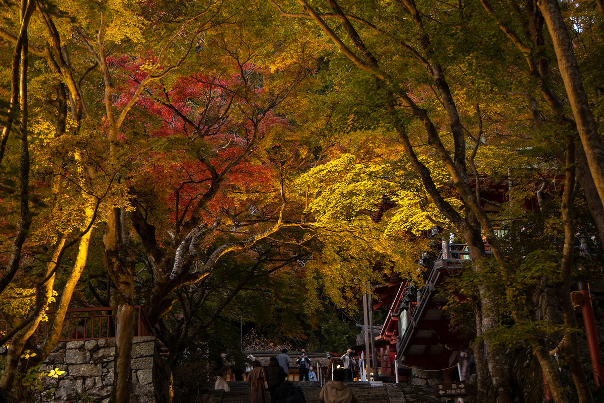 奈良県の紅葉スポット、ライトアップされた談山神社