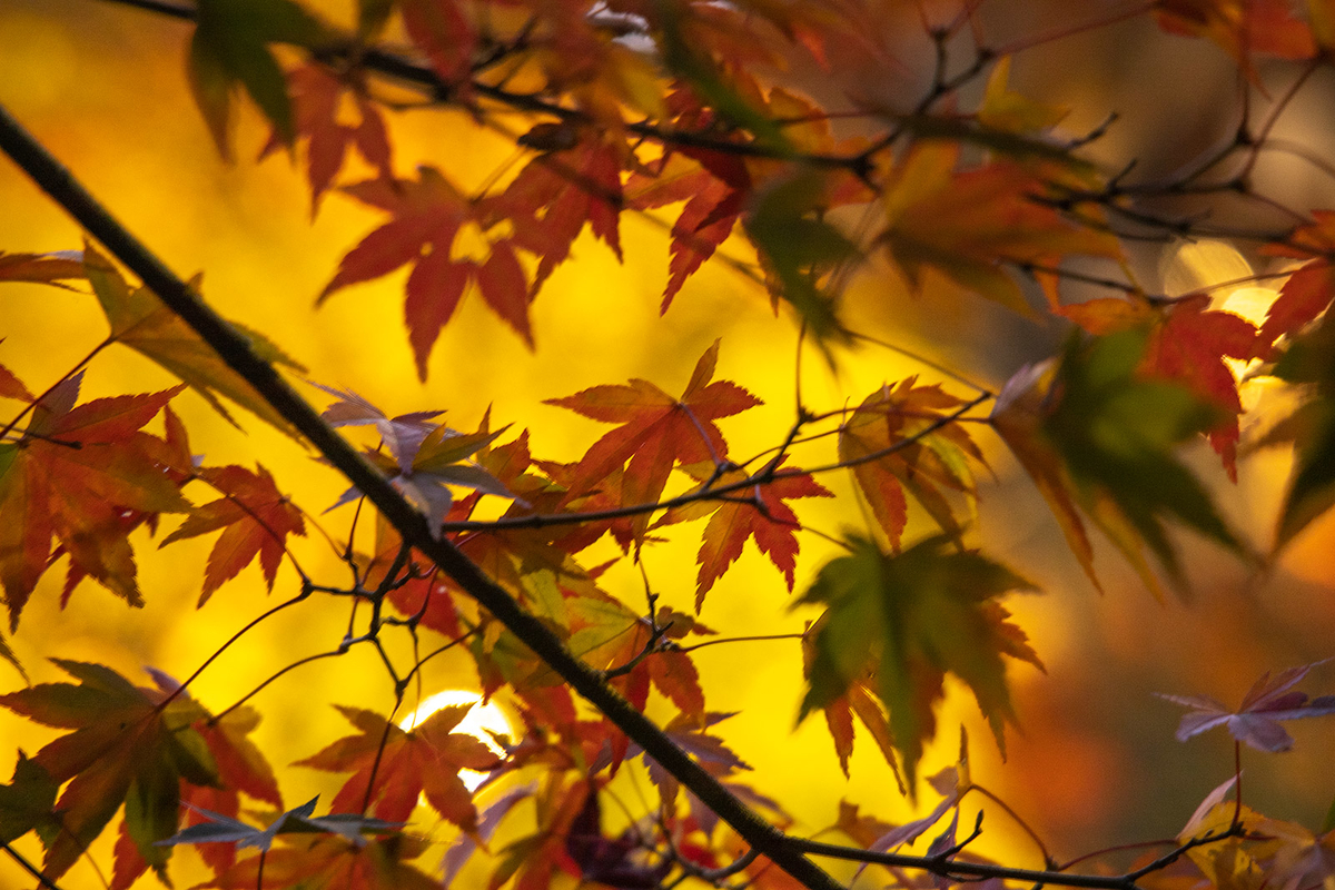 奈良県の紅葉スポット、ライトアップされた談山神社