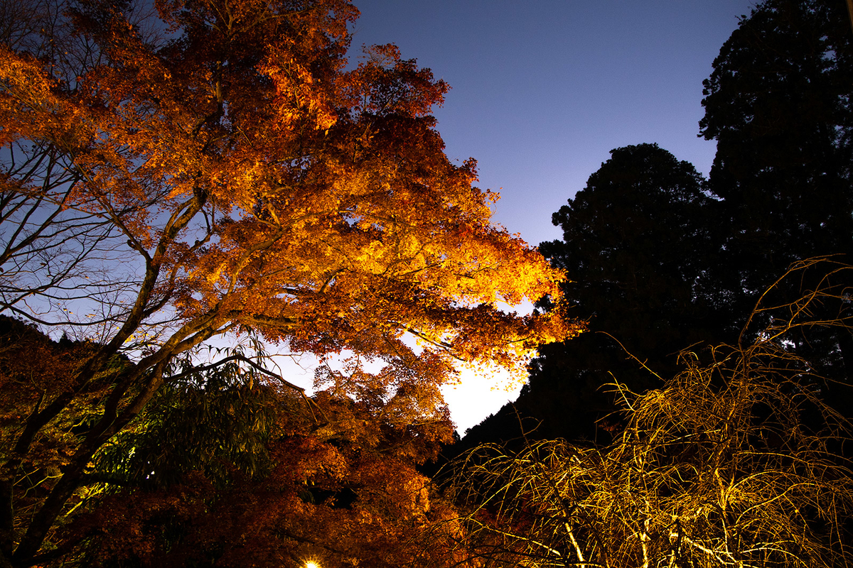 奈良県の紅葉スポット、ライトアップされた談山神社