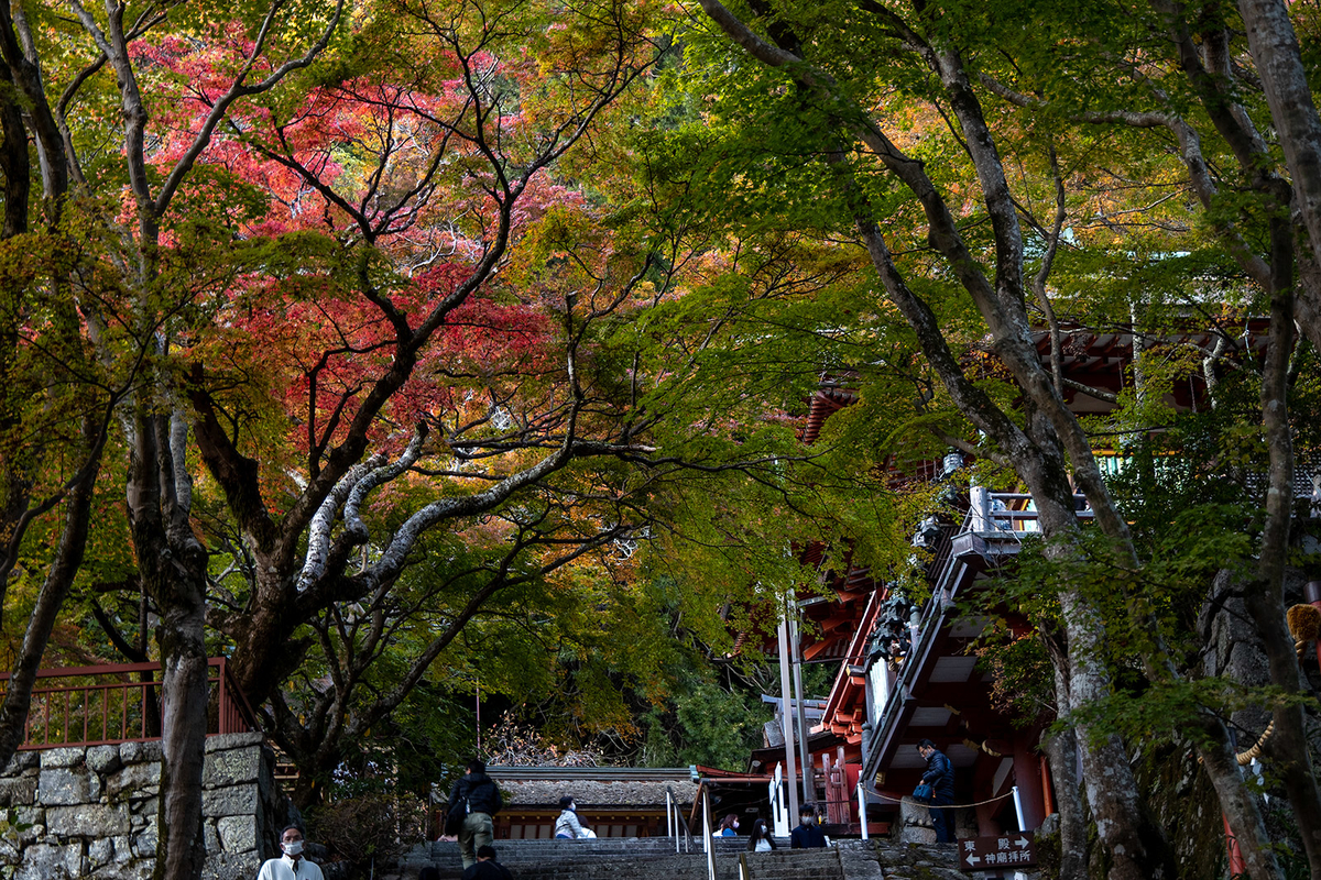 奈良県の紅葉スポット、ライトアップされた談山神社