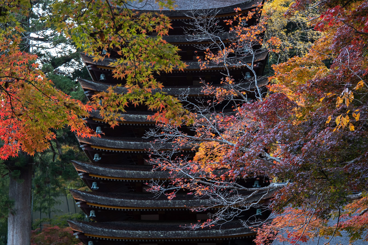 奈良県の紅葉スポット、ライトアップされた談山神社