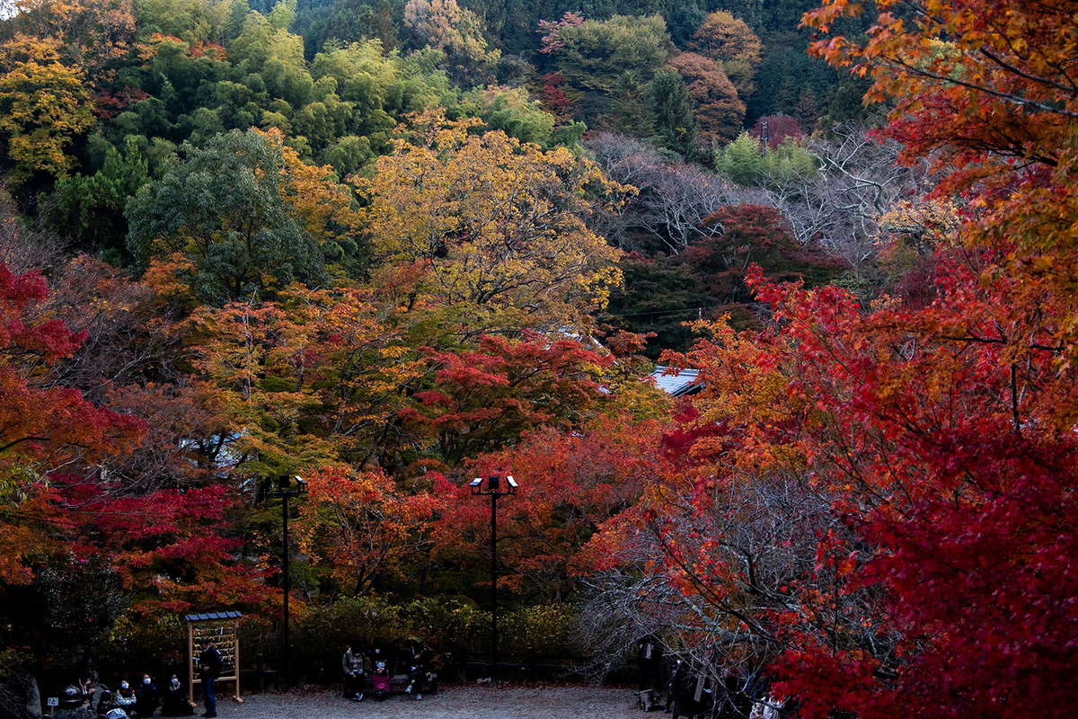 奈良県の紅葉スポット、ライトアップされた談山神社