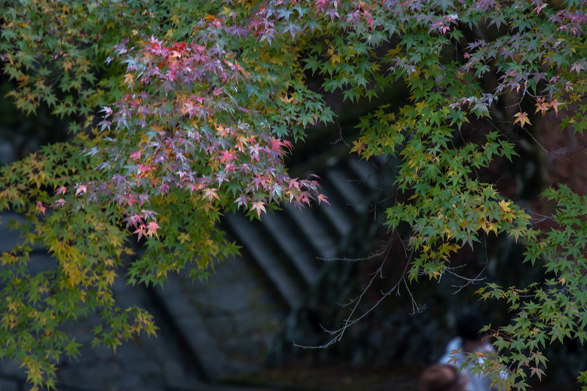 奈良県の紅葉スポット、ライトアップされた談山神社