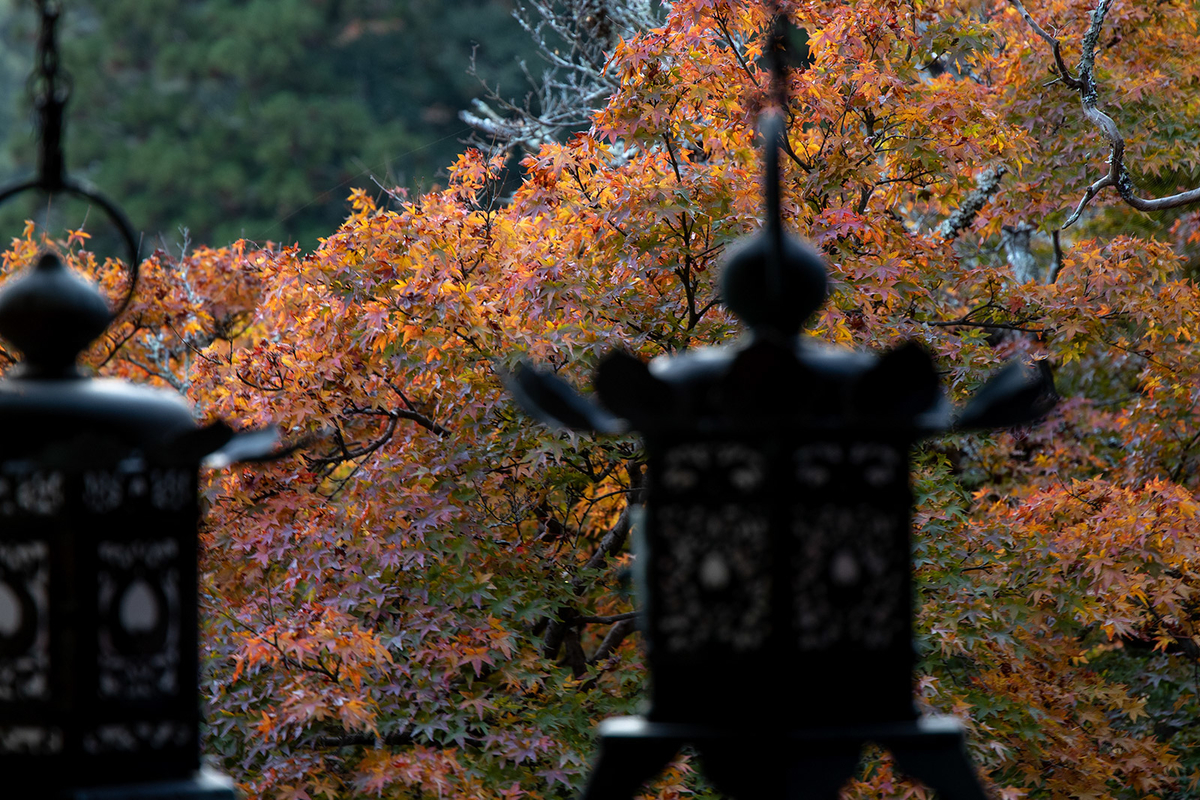 奈良県の紅葉スポット、ライトアップされた談山神社