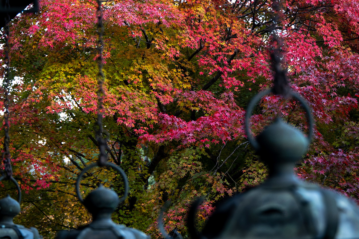 奈良県の紅葉スポット、ライトアップされた談山神社