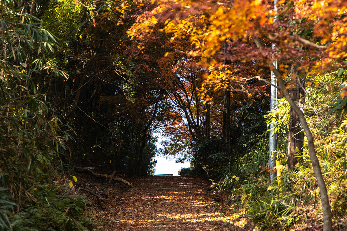 信貴山ケーブルカー跡登山道