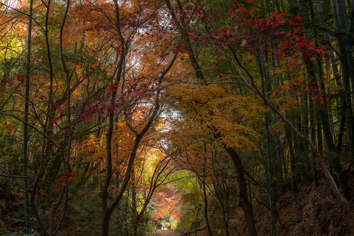 信貴山ケーブルカー跡登山道