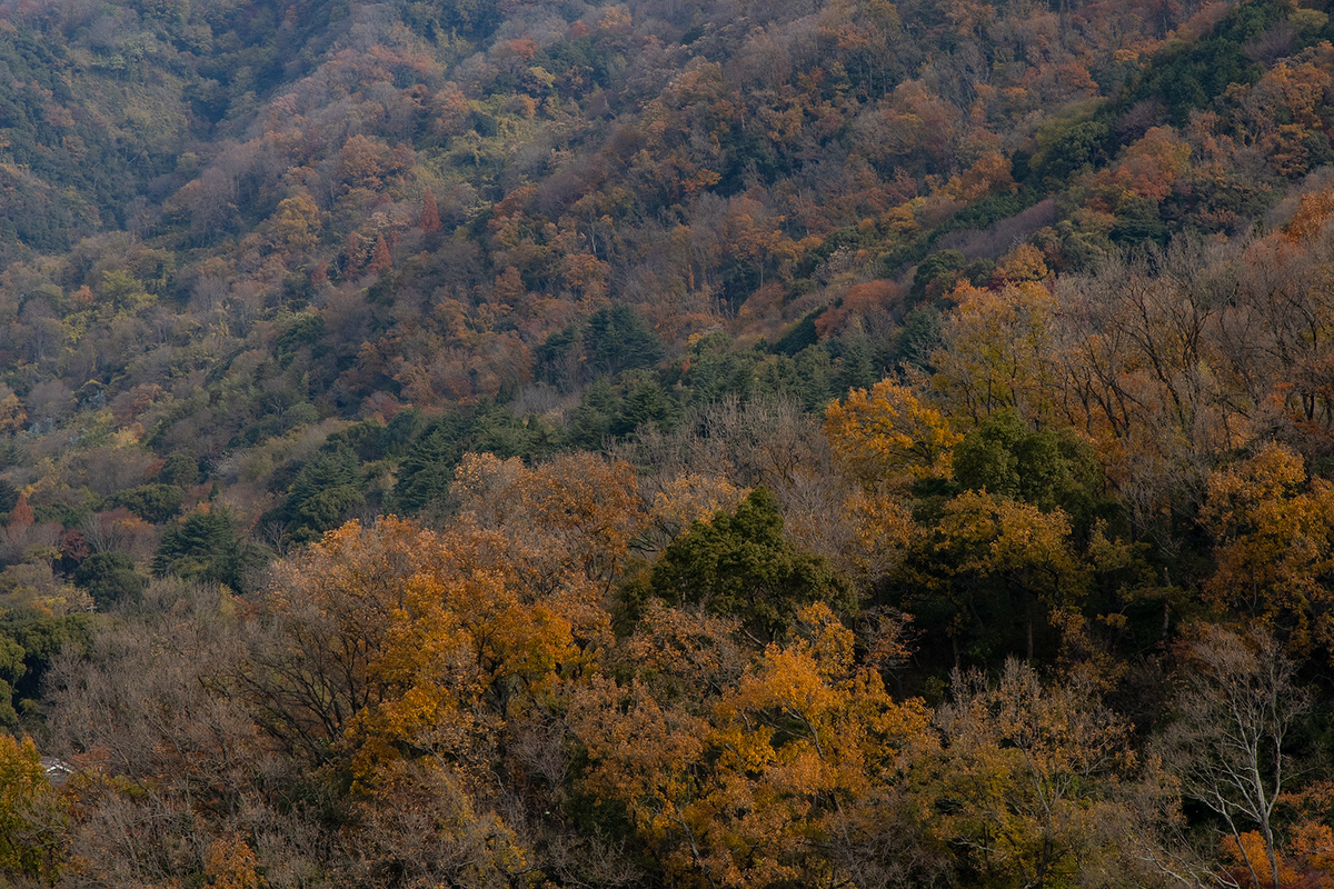 高安山