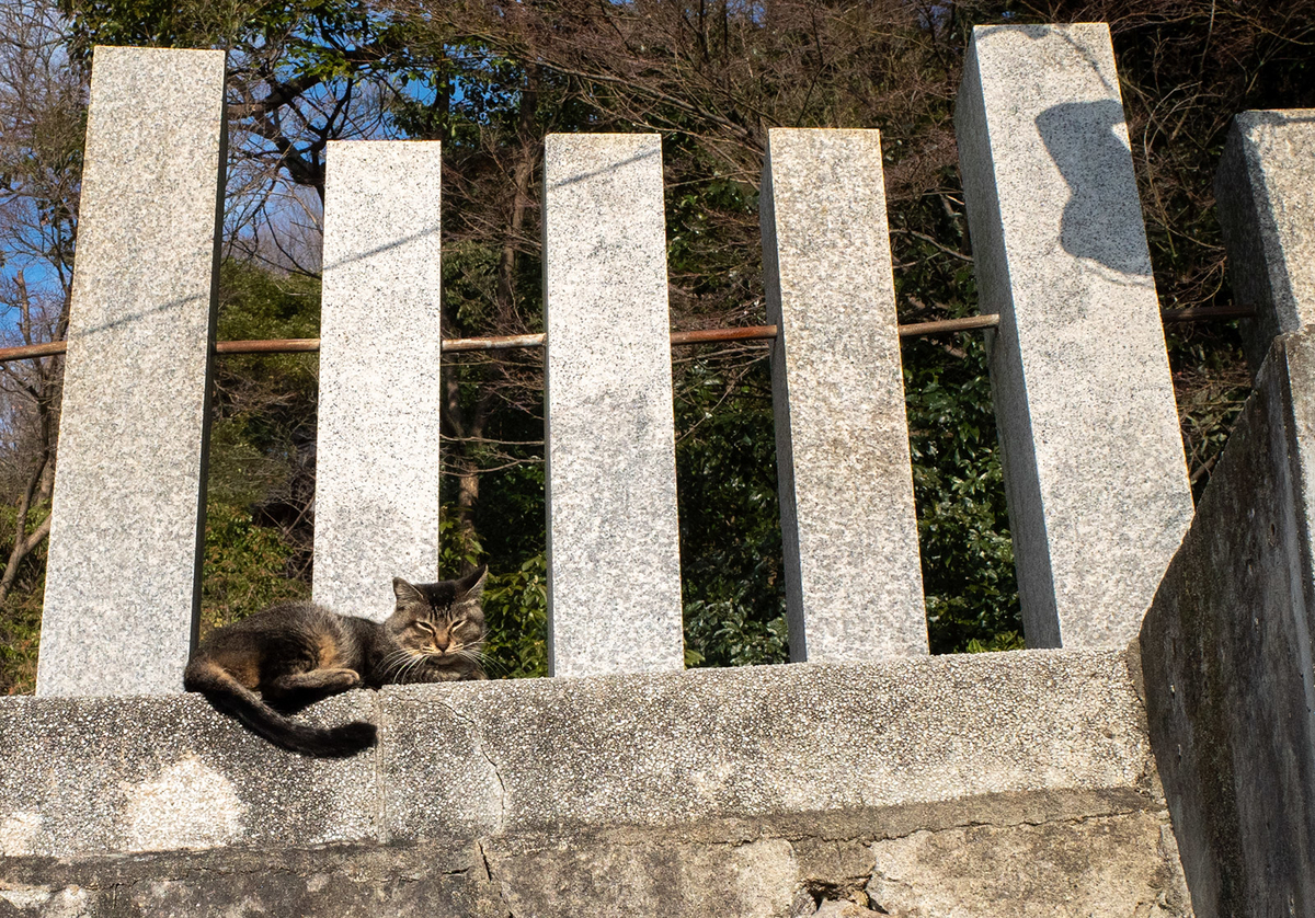 野良ネコ