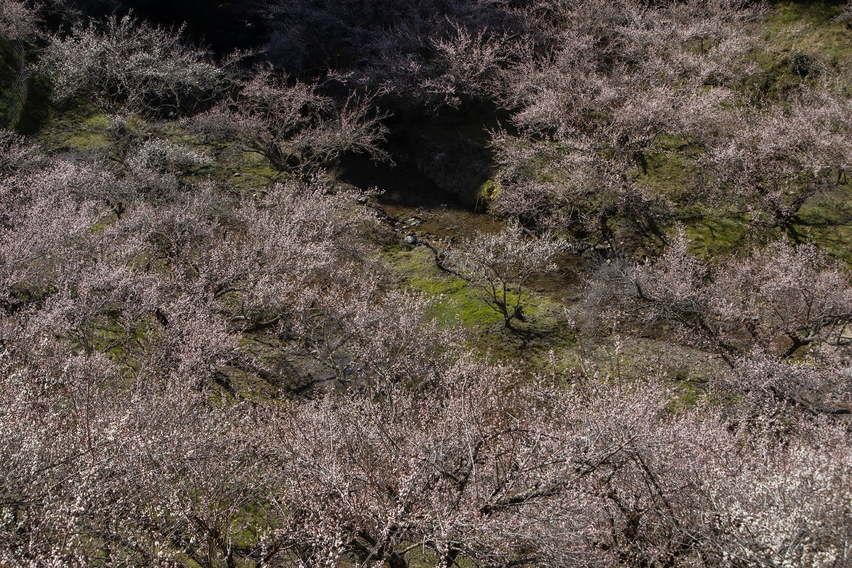 奈良県の絶景スポット。西吉野町 南朝の里 賀名生梅林