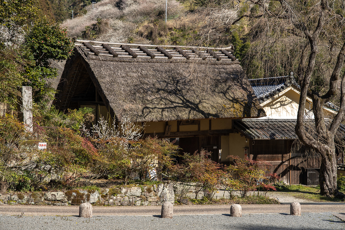 奈良県の絶景スポット。西吉野町 南朝の里 賀名生梅林