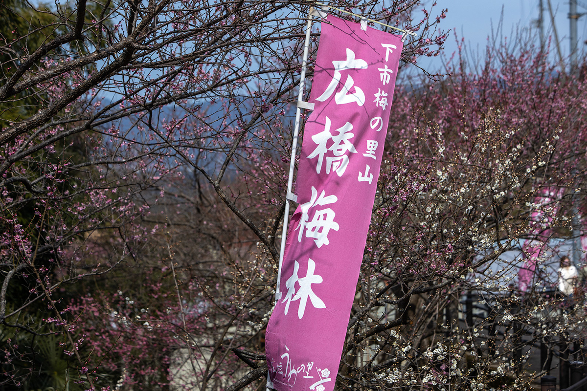 奈良県広橋梅林