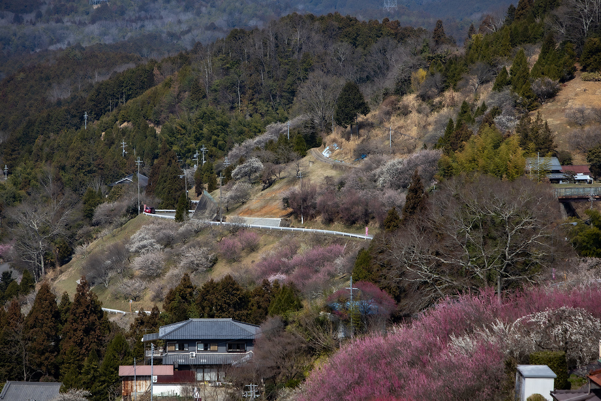 奈良県広橋梅林