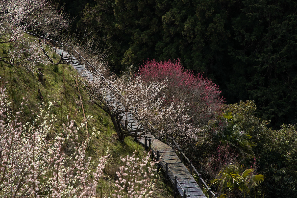 奈良県広橋梅林