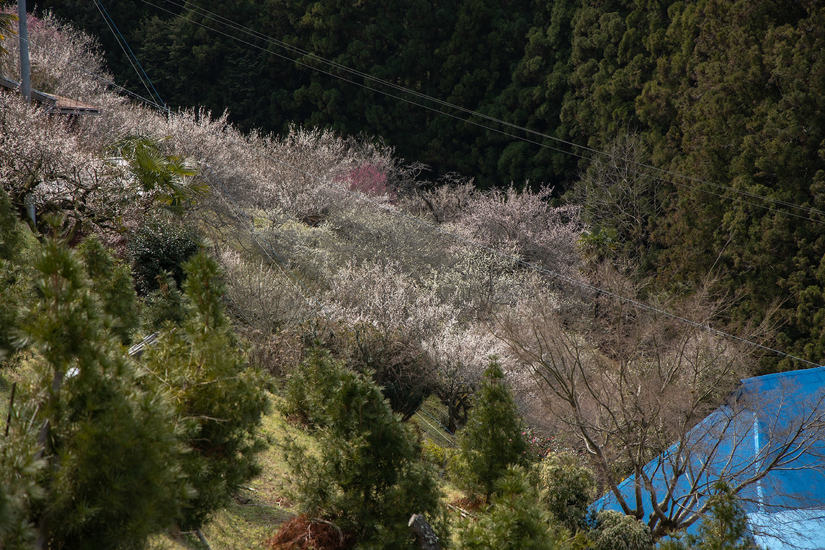 奈良県広橋梅林