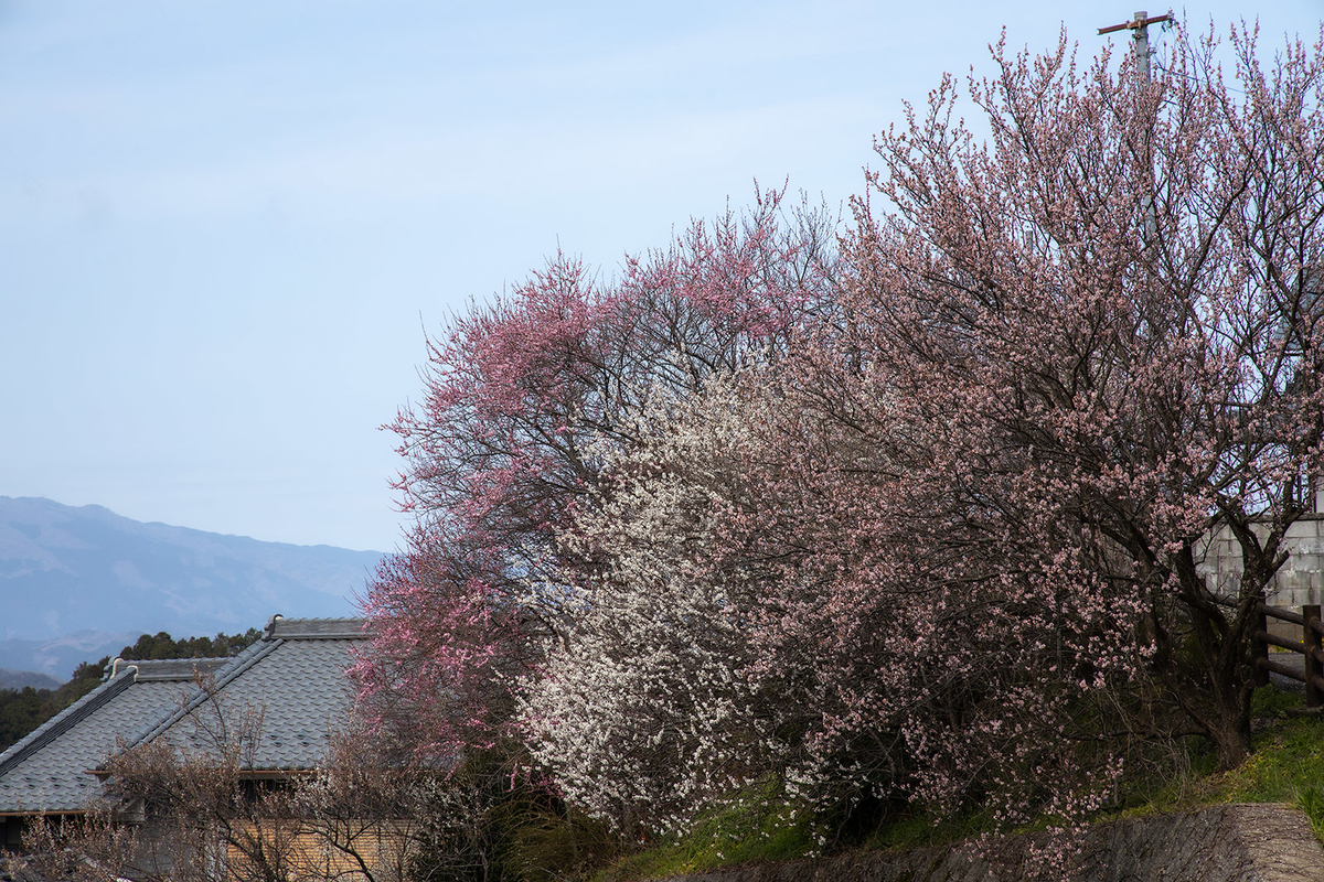 奈良県広橋梅林