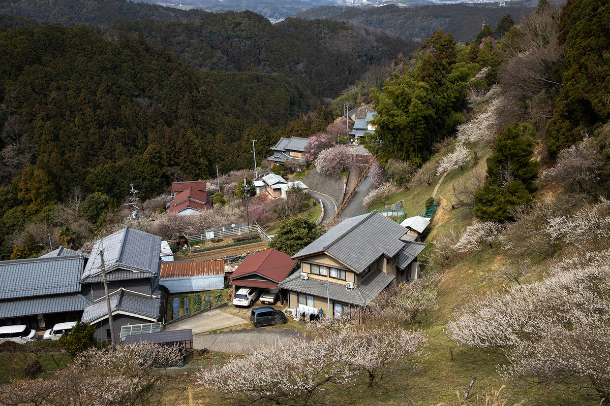 奈良県広橋梅林